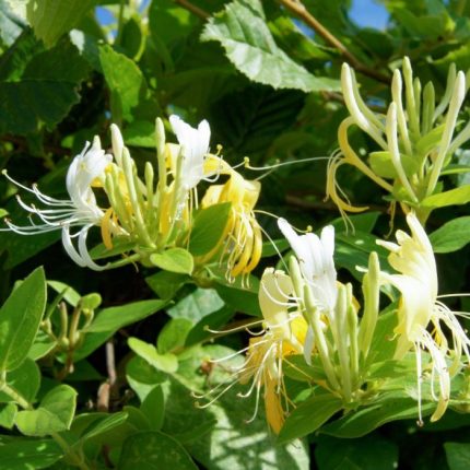 Lonicera  japonica 'Hall's Prolific' - Fehér-sárga virágú japán kúszólonc