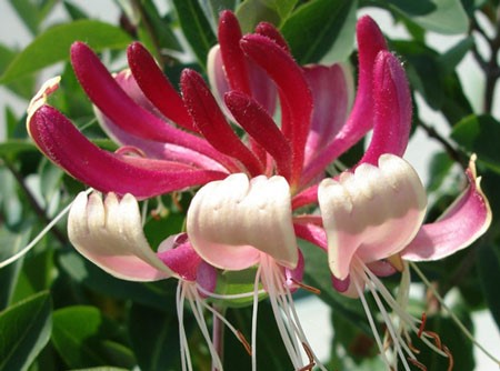 Lonicera__japonica_Red_World_-_Feher-rozsaszin_viragu_japan_kuszolonc Lonicera japonica 'Red World' - Fehér-rózsaszín virágú japán kúszólonc