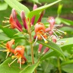 Lonicera henryi - Borostáslevelű kúszólonc