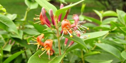 Lonicera henryi - Borostáslevelű kúszólonc