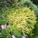 Lonicera nitida 'Baggesen's Gold'          - Élénk sárgás levelű talajtakaró lonc