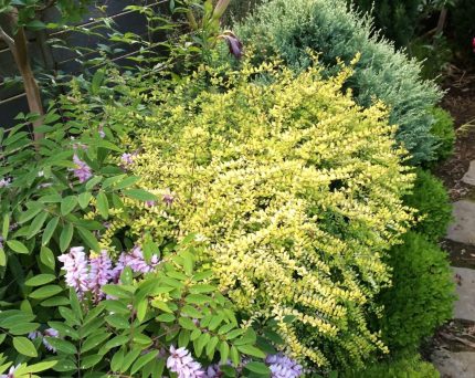 Lonicera nitida 'Baggesen's Gold'          - Élénk sárgás levelű talajtakaró lonc