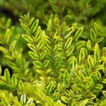 Lonicera nitida 'Lemon Beauty' - Sárga-tarka talajtakaró lonc