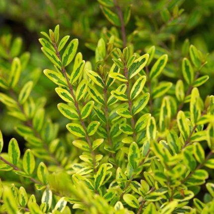 Lonicera nitida 'Lemon Beauty' - Sárga-tarka talajtakaró lonc