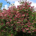 Lonicera periclymenum 'Belgica Select' - Kékeszöld levelű kúszólonc