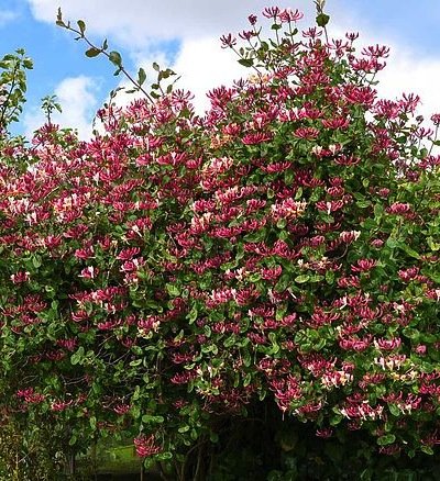 Lonicera_periclymenum_Belgica_Select_-_Kekeszold_levelu_kuszolonc Lonicera periclymenum 'Belgica Select' - Kékeszöld levelű kúszólonc