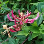 Lonicera periclymenum 'Harlequin Sherlite' - Sárga-tarka levelű kúszólonc