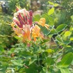 Lonicera peryclimenum 'Serotina' - Piros-fehér virágú kúszólonc