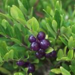 Lonicera pileata 'Moss Green' - Talajtakaró lonc