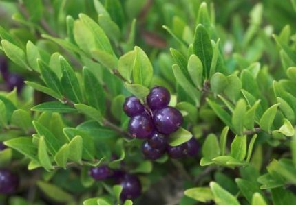 Lonicera pileata 'Moss Green' - Talajtakaró lonc