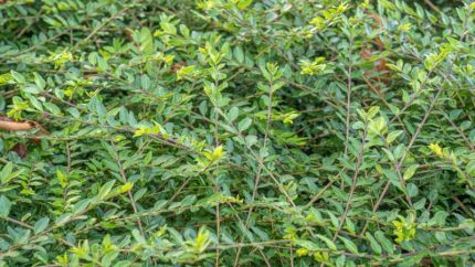 Lonicera pileata   - Talajtakaró lonc