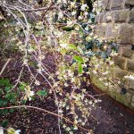 Lonicera purpusii 'Winter Beauty' -