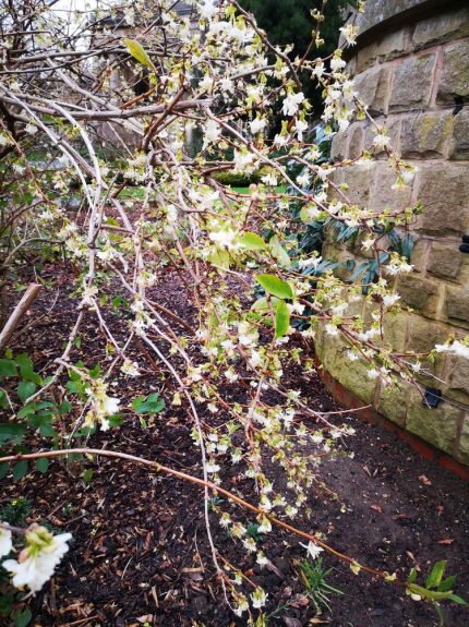 Lonicera purpusii 'Winter Beauty' -