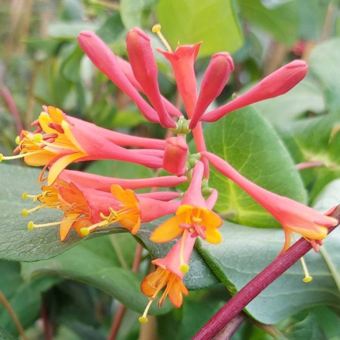 Lonicera_x_brownii_Golden_Trumpet_-_Sarga_viragu_kuszolonc Lonicera x brownii 'Golden Trumpet'® - Sárga virágú kúszólonc