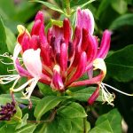 Lonicera x heckrotti 'American Beauty' - Lila-narancssárga virágú kúszólonc