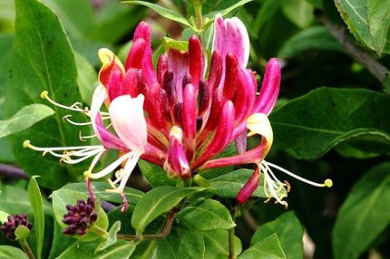 Lonicera x heckrotti 'American Beauty' - Lila-narancssárga virágú kúszólonc