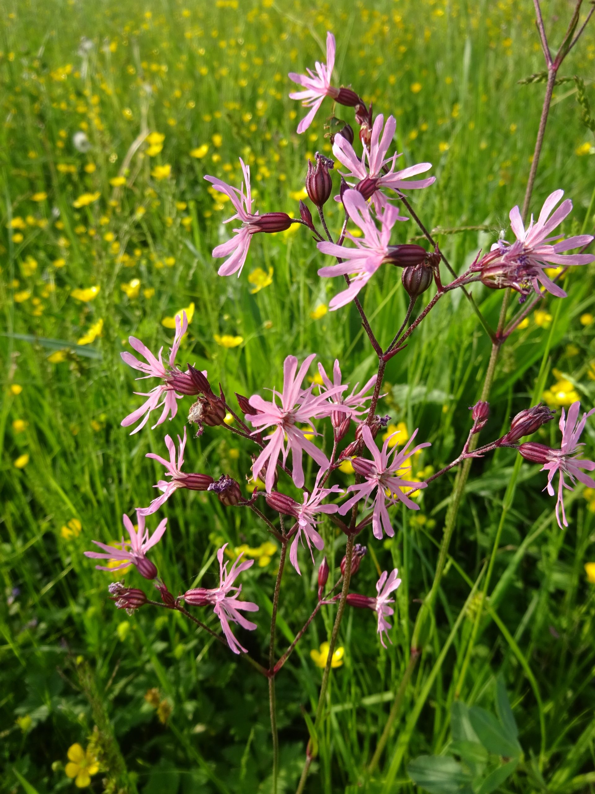 Réti kakukkszegf? - Lychnis flos-cuculi 2 Lychnis flos-cuculi
