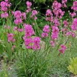 Lychnis viscaria 'Splendens' (Balkáni enyvesszegfű)