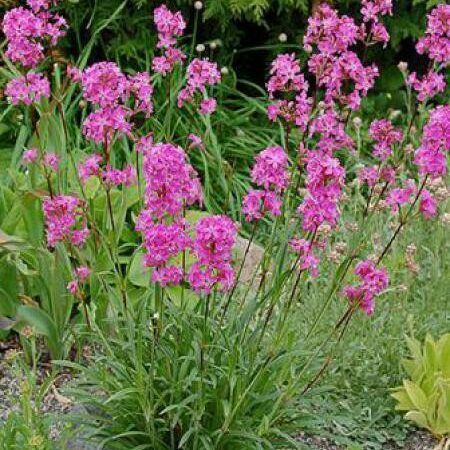Lychnis_viscaria_Splendens_Balkani_enyvesszegfu_-_11x11-es_cserepben Lychnis viscaria 'Splendens' (Balkáni enyvesszegfű)