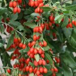 Lycium barbarum 'Korean Big' -