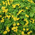 Lysimachia nummularia