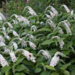 Lysimachia clethroides (Kelet-ázsiai lizinka)
