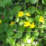 Lysimachia nummularia - pénzeslevelű lizinka kerti tavi növény