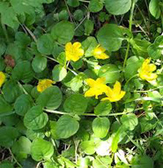 Lysimachia nummularia - pénzeslevelű lizinka kerti tavi növény