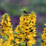 Lysimachia punctata (Pettyegetett lizinka)