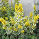 Lysimachia punctata 'Variegata'