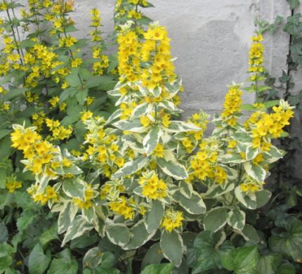 Lysimachia punctata 'Variegata'