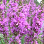 Lythrum salicaria 'Pink Tails' (Réti füzény)