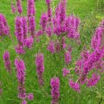 Lythrum salicaria 'Zigeunerblut' (Réti füzény)