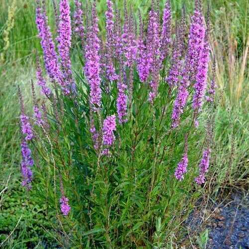 Lythrum_virgatum_Dropmore_Scarlet_Vesszos_fuzeny_-_11x11-es_cserepben Lythrum virgatum 'Dropmore Scarlet' (Vesszős füzény)