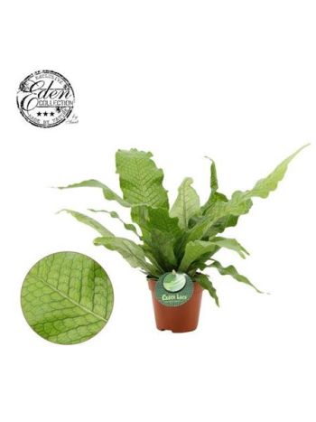 MICROS M CROCODYLLUS