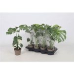 MONSTERA DEL THAI COLLECTION