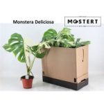 MONSTERA DEL VARIEGA