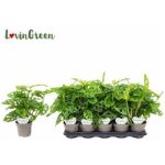 MONSTERA OBLIQUA *10