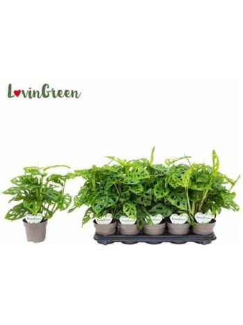 MONSTERA OBLIQUA *10