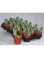 MUSCARI WHITE - Image 2