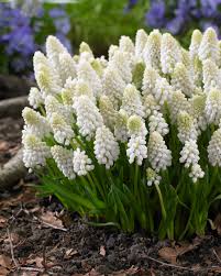 MUSCARI WHITE
