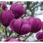 Magnolia 'Black Tulip'(imp.) -