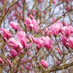 Magnolia 'Galaxy' Nagyvirágú liliomfa
