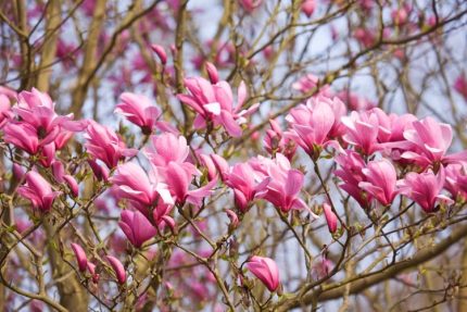 Magnolia 'Galaxy' Nagyvirágú liliomfa