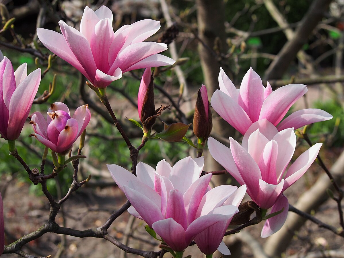 OLYMPUS DIGITAL CAMERA Magnolia 'Heaven Scent'(imp.) -
