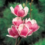 Magnolia 'Satisfaction'(imp.) -