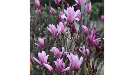 Magnolia 'Susan’ Nagyvirágú liliomfa