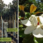 Magnolia grandiflora 'Galissoniensis' -