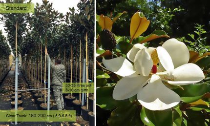 Magnolia grandiflora 'Galissoniensis' -