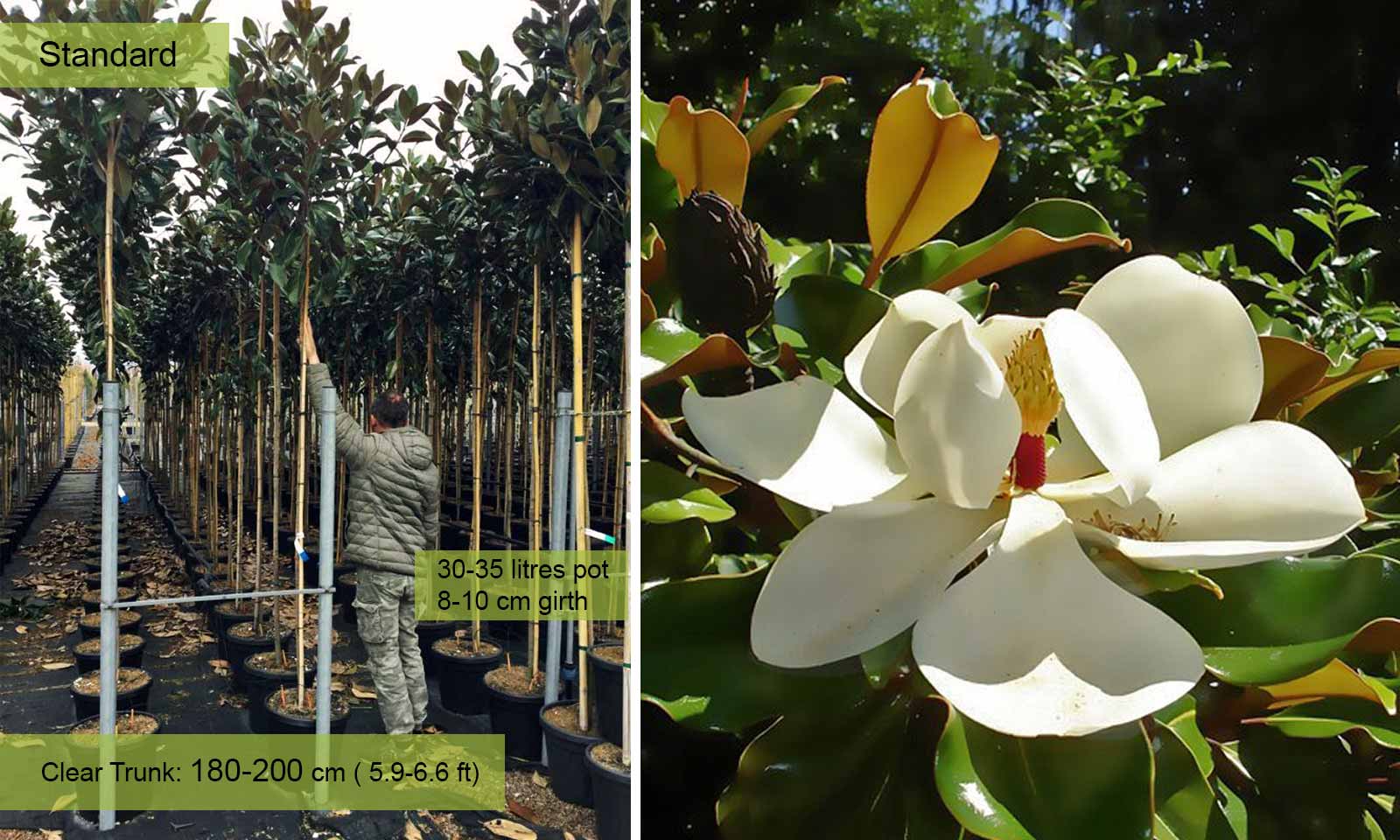Magnolia_grandiflora_Galissoniensis_-_ Magnolia grandiflora 'Galissoniensis' -